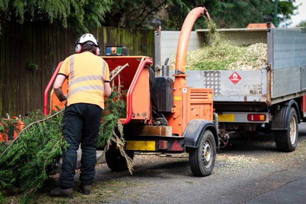 Professional Tree Service in Dana, NC